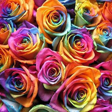 Rainbow Rose Seeds