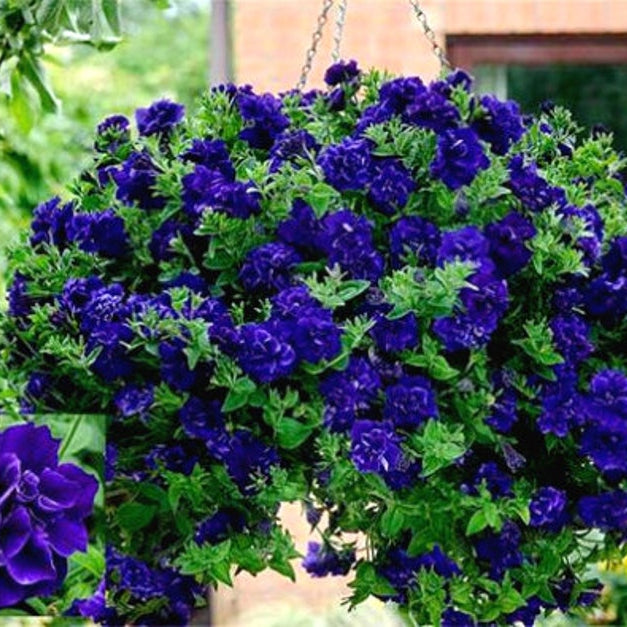 Double Cascade Petunia Duo Blue F1 Seeds - Petunia x hybrida