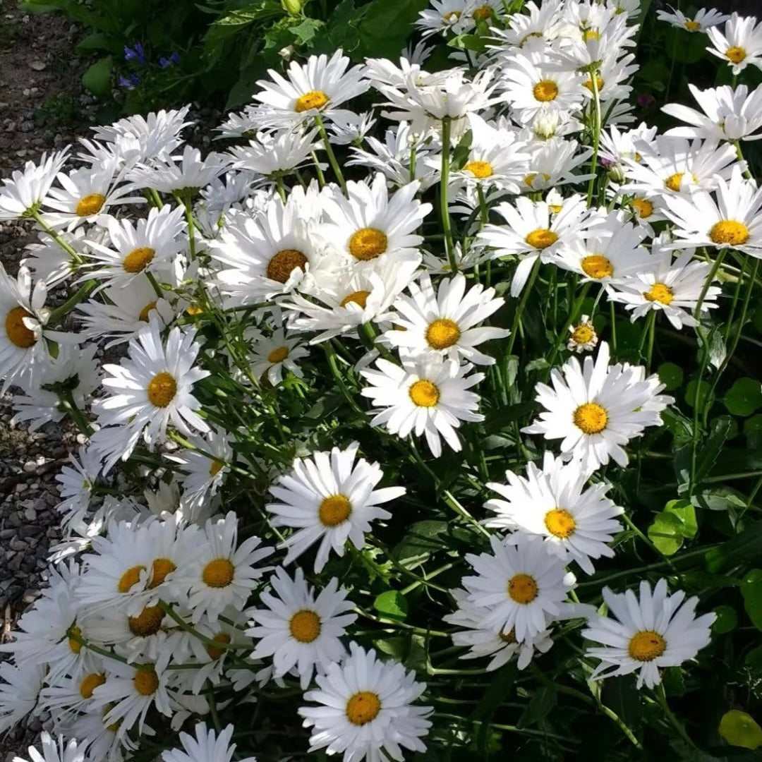 100pcs/Bag Popular Groundcover-Daisy Seeds