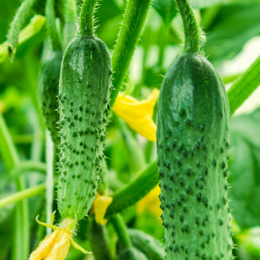 100 pcs|Thorn-less Mini Cucumber Seeds
