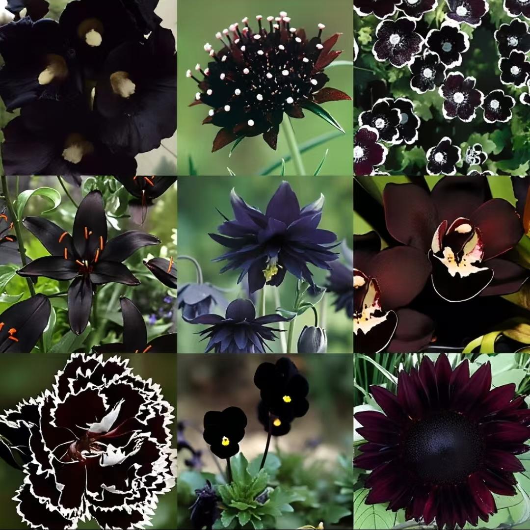 Exclusive Black Wildflower Seed Mix