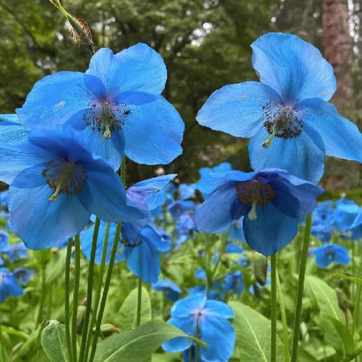100 Blue Meconopsis Betonicifolia Flower Seeds