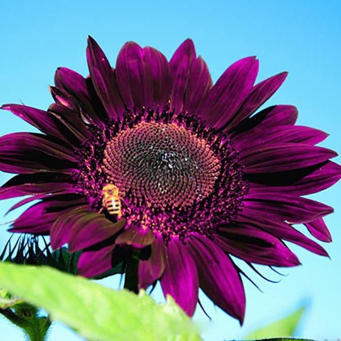 100pcs Purple Sunflower Seeds for Planting, Heirloom and Non-GMO Seeds
