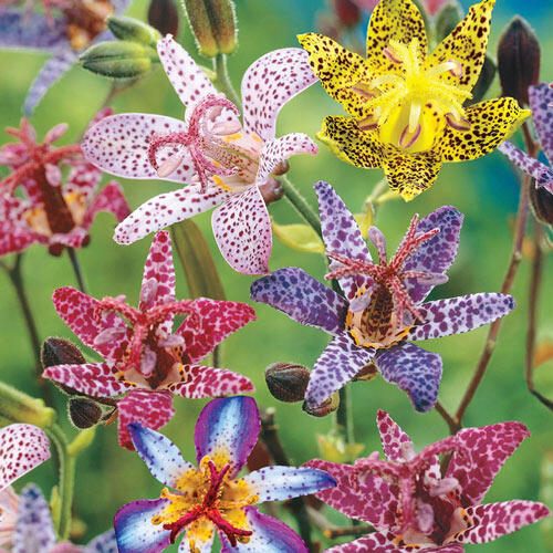 Tricyrtis formosana, Deluxe Toad Lily Mixture