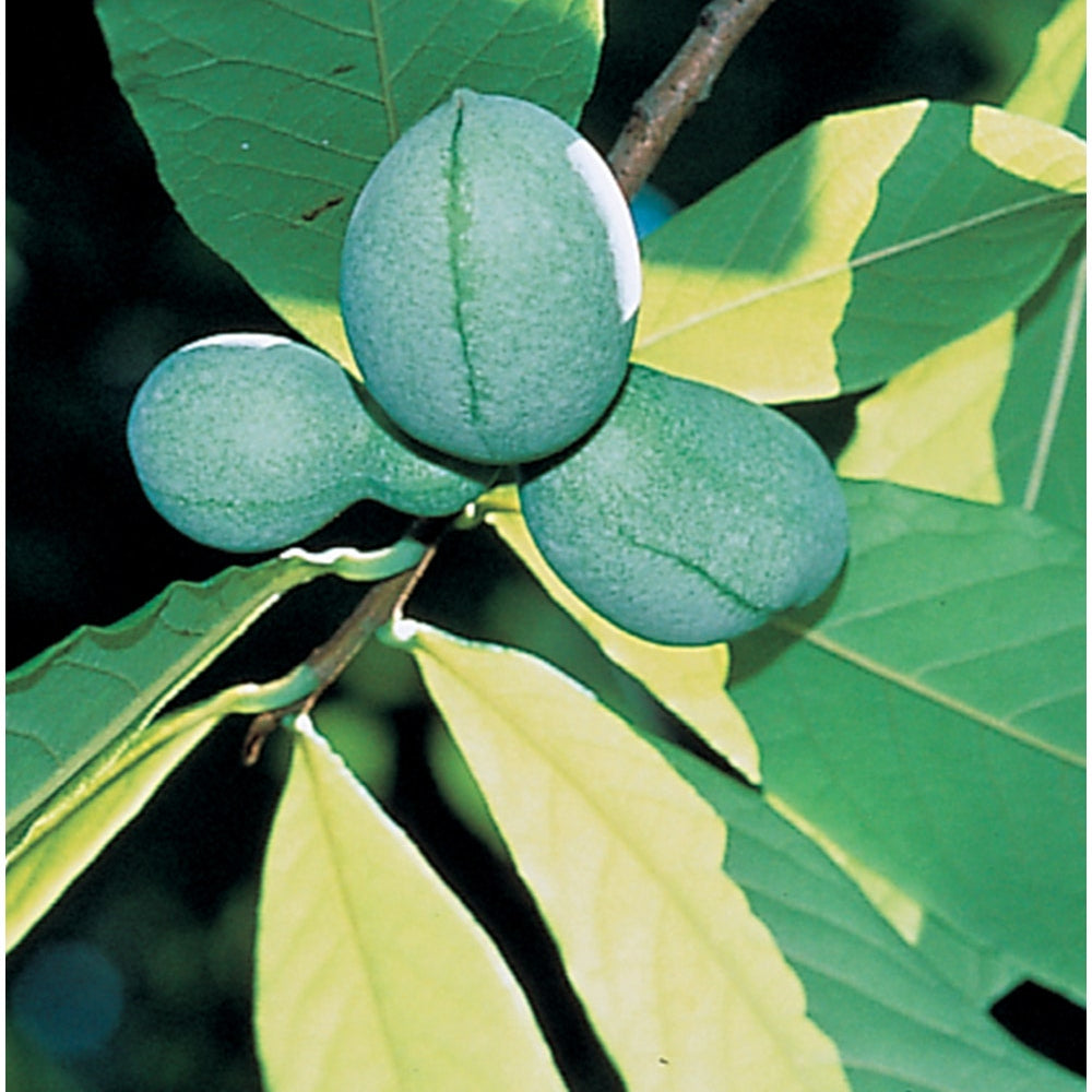 Pawpaw Collection