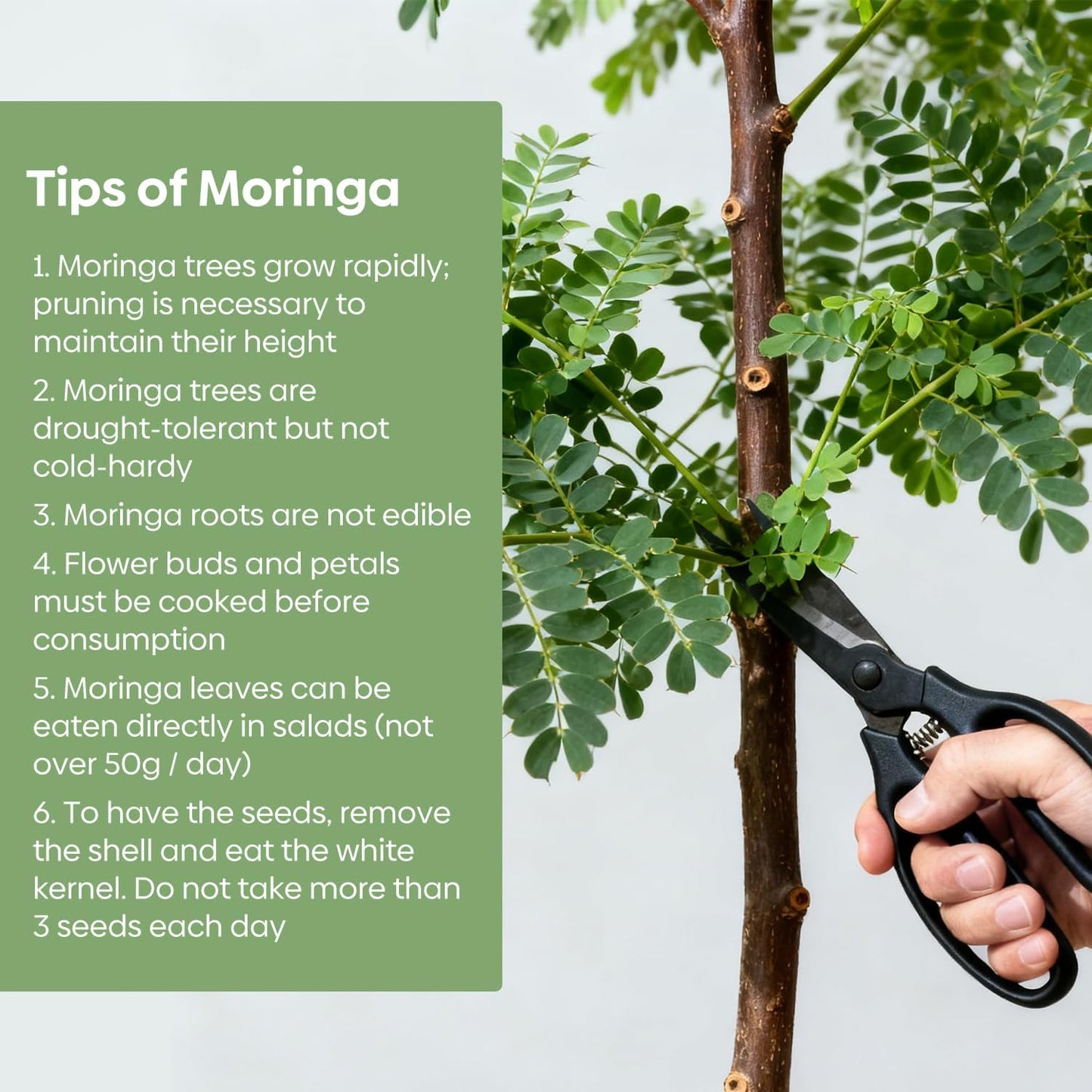 Moringa Seeds for Planting | Edible, Excellent Germination | Semillas de Moringaa Seed for Eating | Malunggay