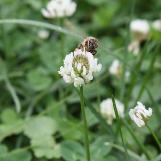 Nitrocoated, Inoculated Clover Seeds, Erosion Control, Food Plots, Ground Cover, & Pasture Mixtures in USDA Zones 3-10