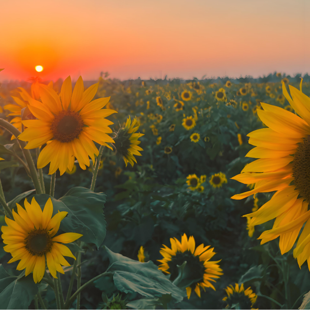 50 pcs| Sunflower, Kong Hybrid