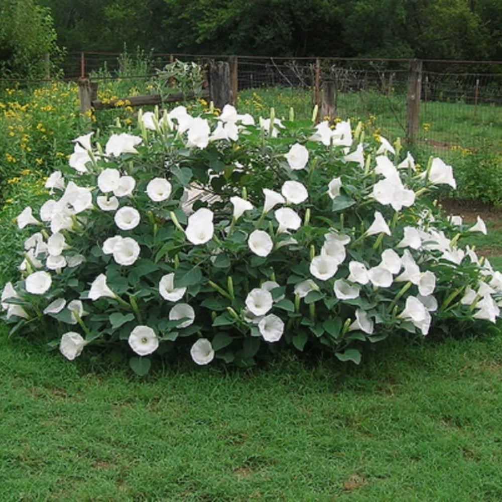 Sacred Datura Moonflower Moon Lily Angel's Trumpet Flower Premium Seeds Packet