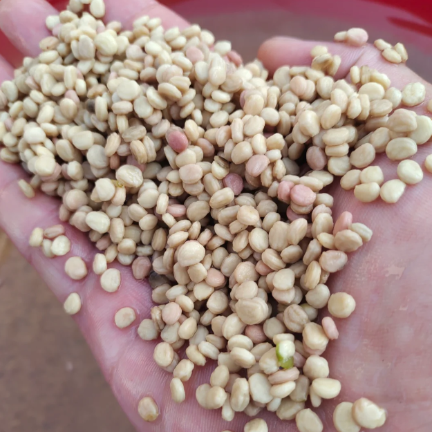 Precious Ginseng Seeds Herbaceous Perennial