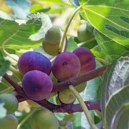 Fig Tree Seeds (Ficus carica), Sweet Fruit Shrub