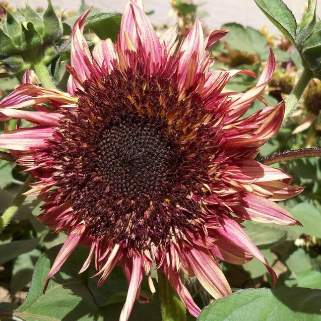 Uniquely different Double Dandy Sunflower Seeds 50 Per Pack