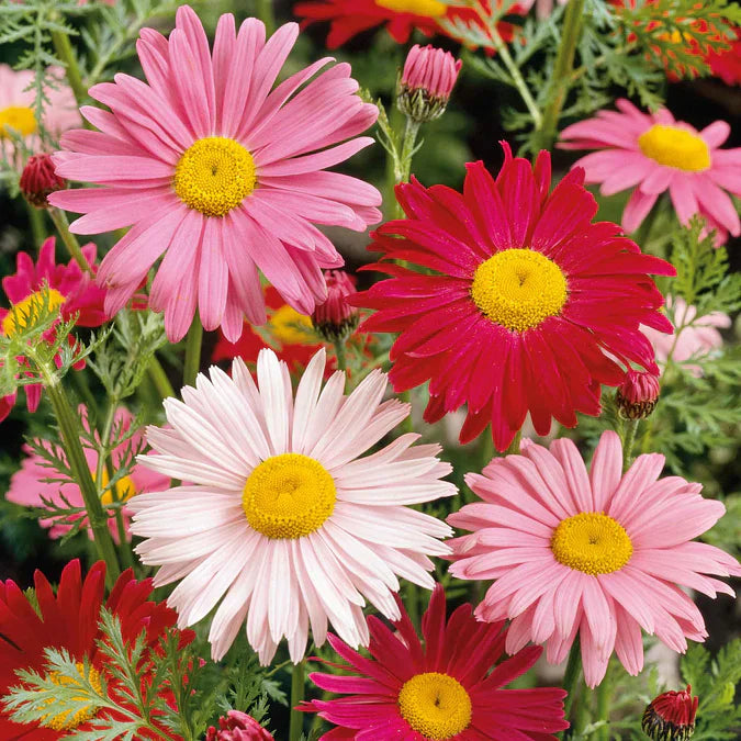 Insect Killer: Pyrethrum Daisy Seeds - Mixed Color