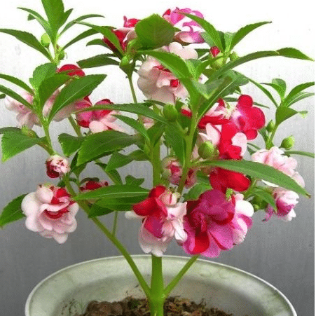 IMPATIENS SEEDS - CAMELIA FLOWERED MIXED