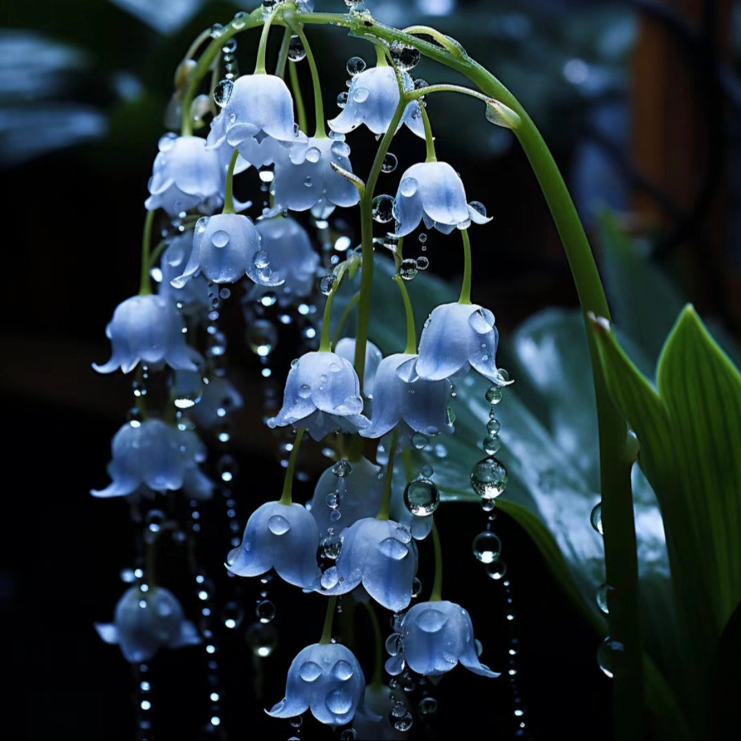 Blue Lily Of The Valley-Symbol Of Gratitude And Everlasting Love