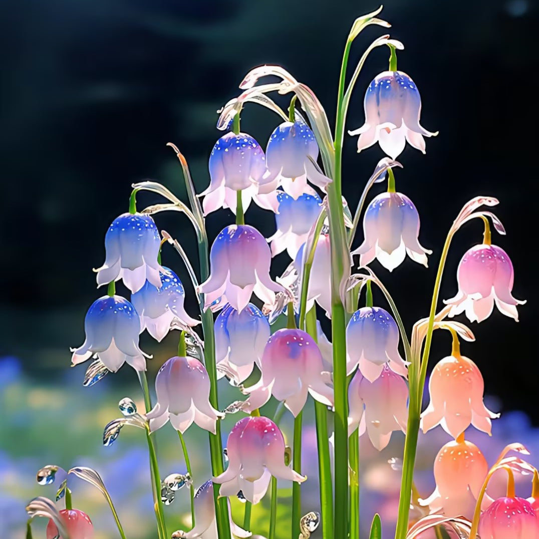 Colorful Lily Of The Valley Seeds