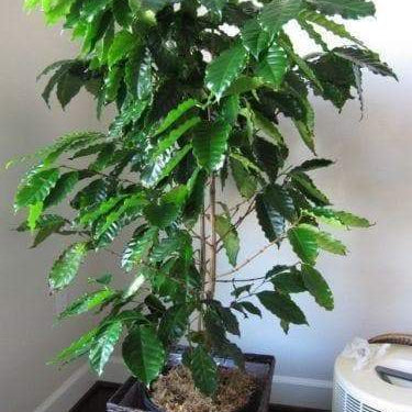 10 JAMAICAN BLUE MOUNTAIN Coffee Seeds ,Grow Your Own Coffee Plant tree