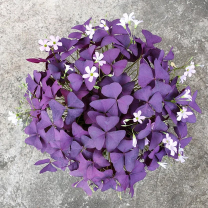 Oxalis Triangularis Purple Shamrock Good Luck Plant