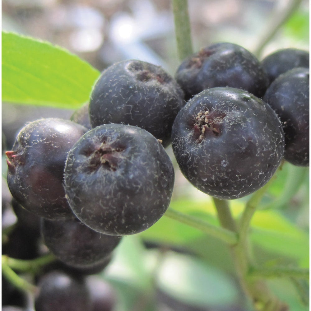 Aronia melanocarpa, Viking