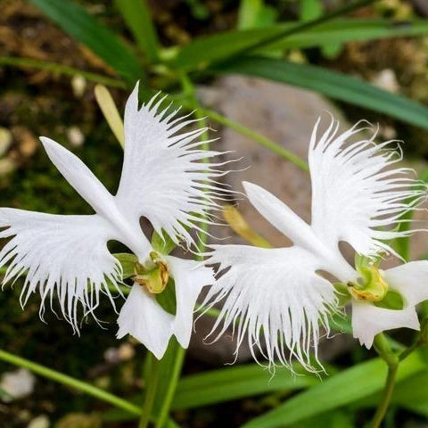 Habenaria radiata