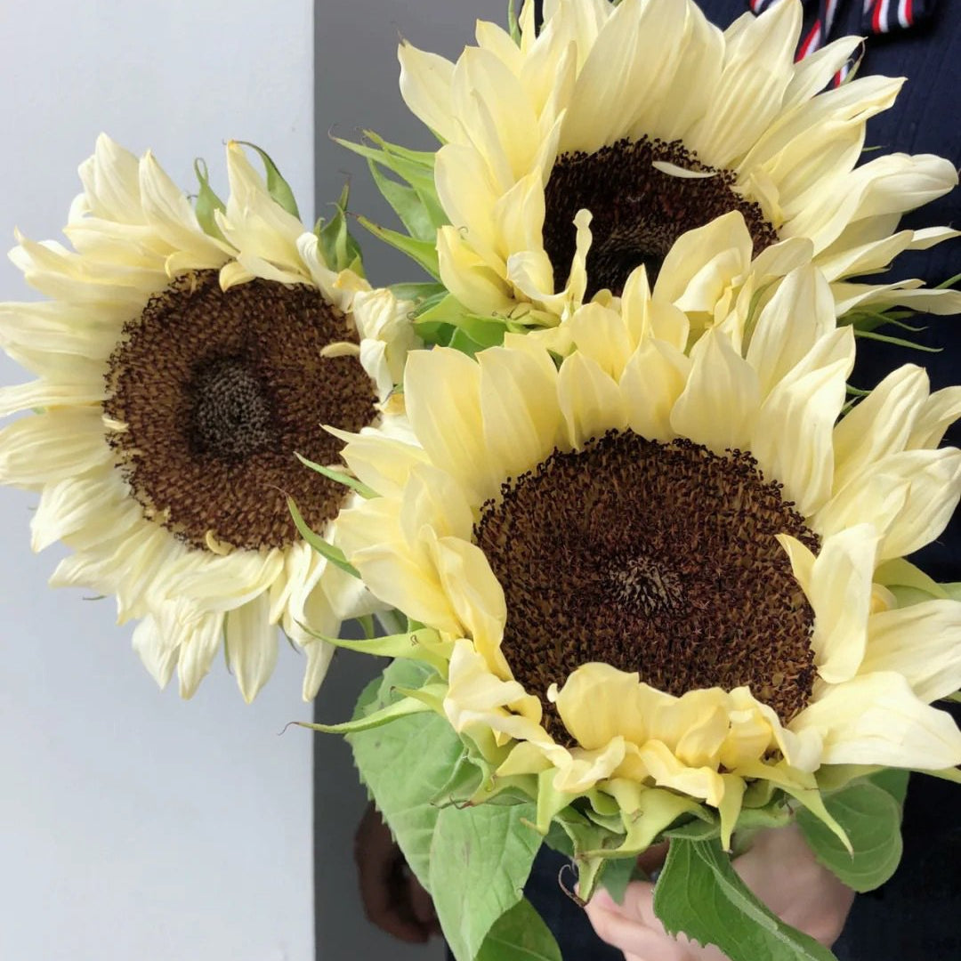 50 Seeds White sunflower with black core