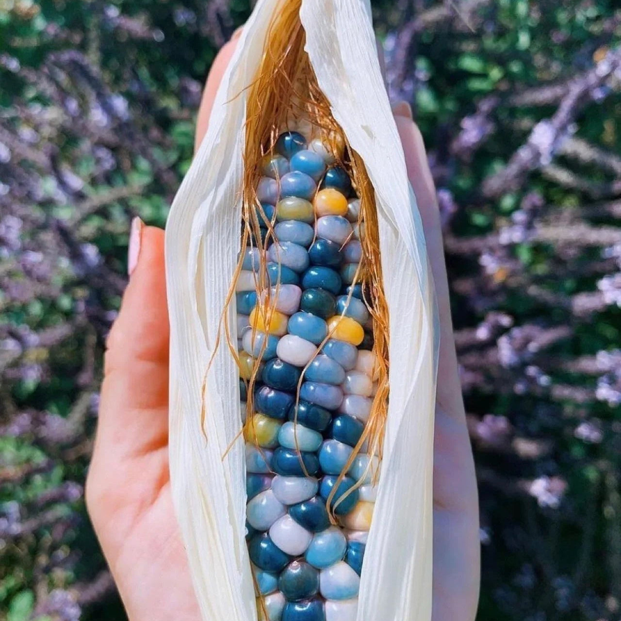 Decorative Corn Gem corn  Seeds