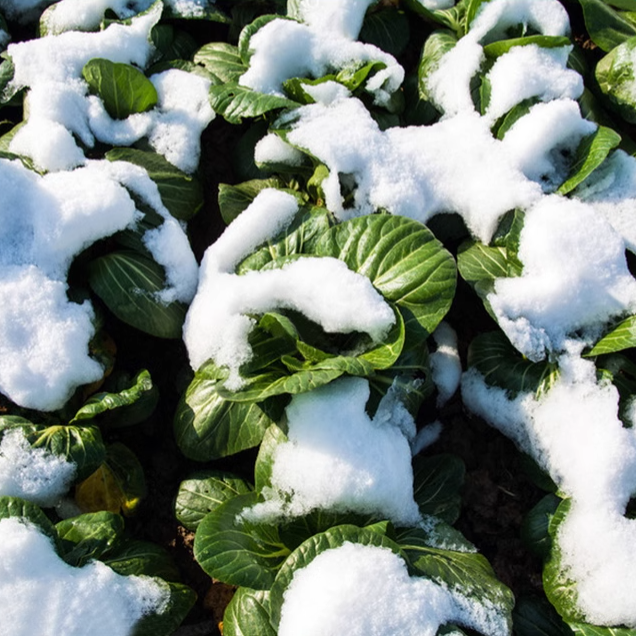 Black-leaf Bok Choy Seeds