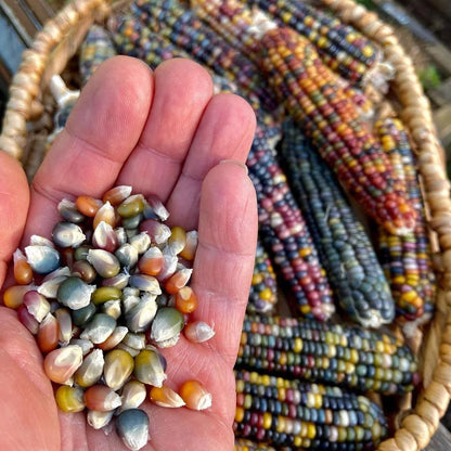 Decorative Corn Gem corn  Seeds