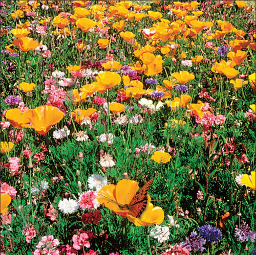 Wildflower Seeds, Sunny Meadow Flower Mix