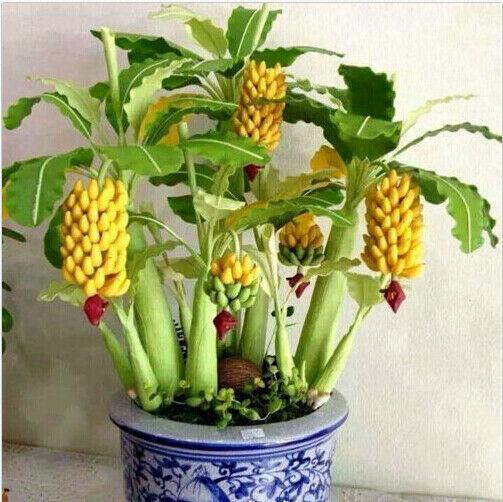 30pcs Dwarf Banana Seeds