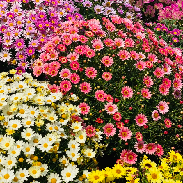 🌼Insect Killers: Pyrethrum Daisy Seeds