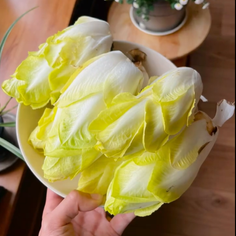 Golden Magnolia Seeds—The “Prince” of European Vegetables