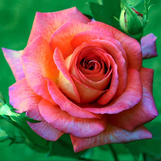 Gold Red Rose Seeds