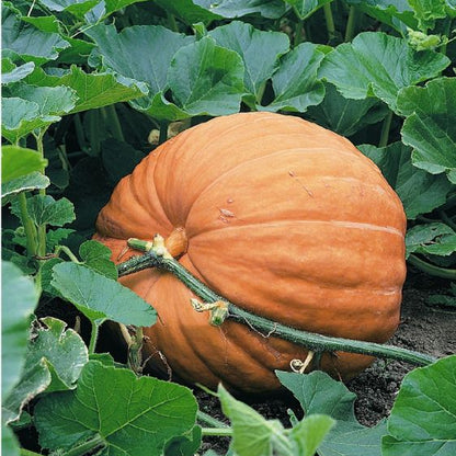 Giant Pumpkin Seeds