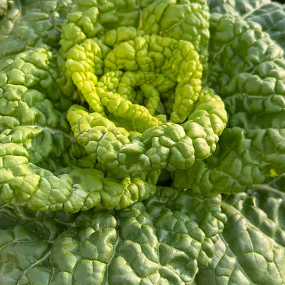 Brassica Narinosa Seeds