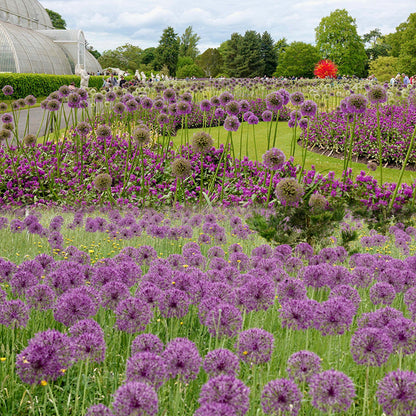 Giant Allium Giganteum Ornamental Onion Flower