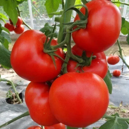 100 pcs|Hair Pink Tomato Seeds