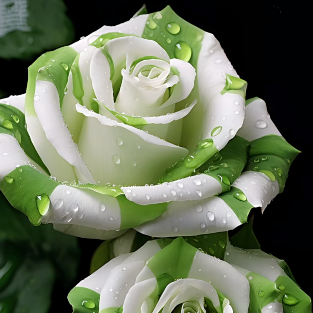 🤍Rare White and Green Twin Roses💚