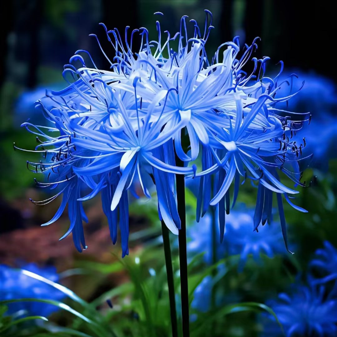 Higanbana Spider Lily Equinox Flower Bulbs