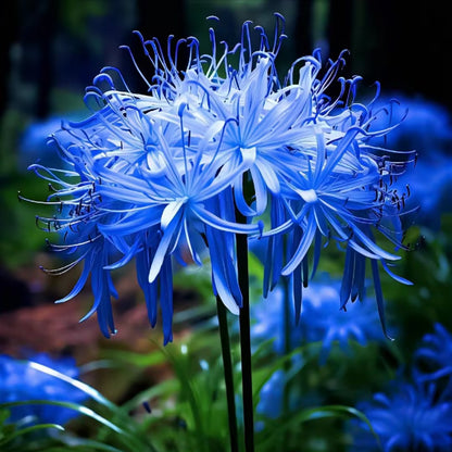 Higanbana Spider Lily Equinox Flower Bulbs
