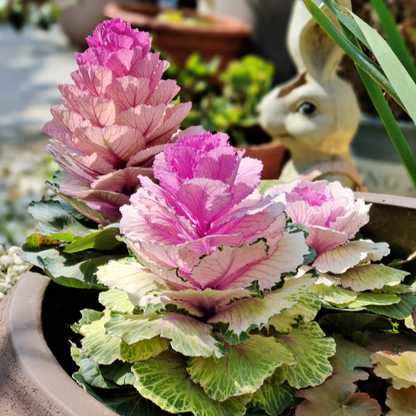 Colorful Kale Mix Seeds