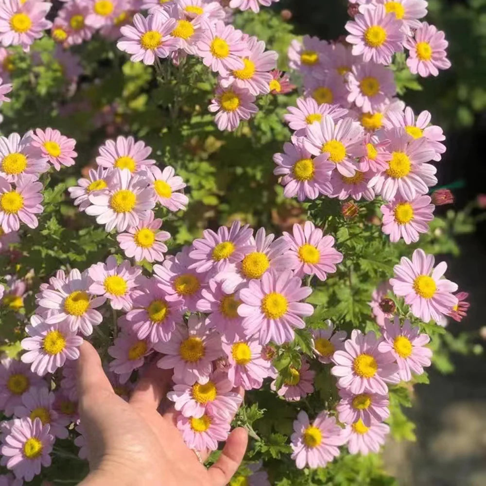 🌼Insect Killers: Pyrethrum Daisy Seeds