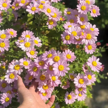 🌼Insect Killers: Pyrethrum Daisy Seeds