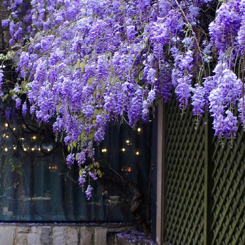 Wisteria - The Garden’s Cascading Beauty All Year Round