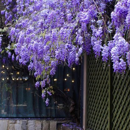 Wisteria - The Garden’s Cascading Beauty All Year Round