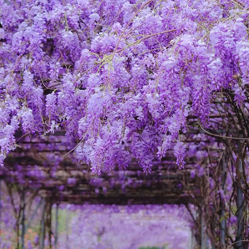 Wisteria - The Garden’s Cascading Beauty All Year Round