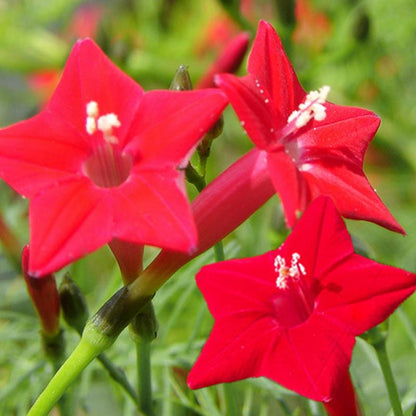 Cypress vine-Five Star Flower Seeds (100 capsules)