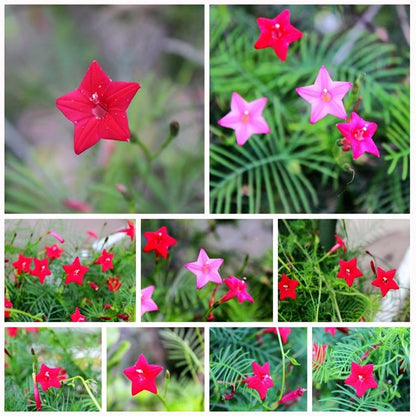 Cypress vine-Five Star Flower Seeds (100 capsules)