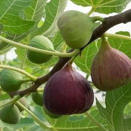 Fig Tree Seeds (Ficus carica), Sweet Fruit Shrub