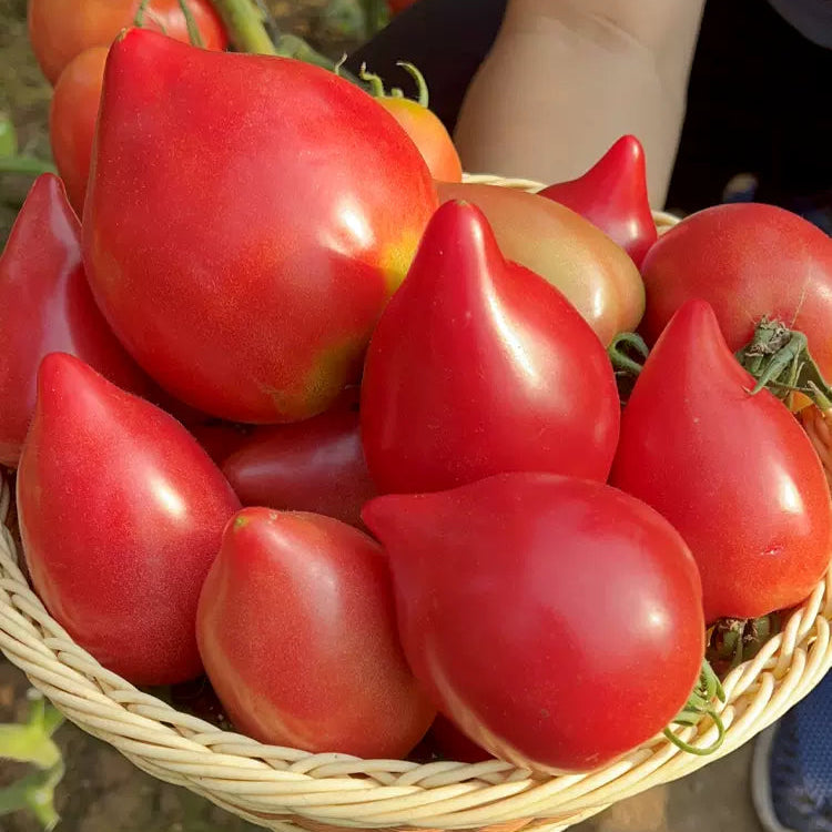 Mango Honey Tomato Seeds